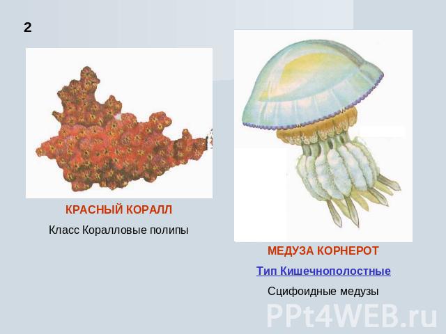 КРАСНЫЙ КОРАЛЛКласс Коралловые полипыМЕДУЗА КОРНЕРОТТип КишечнополостныеСцифоидные медузы
