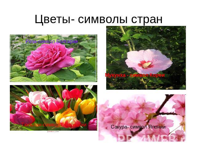 Цветы- символы стран