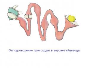 Оплодотворение происходит в воронке яйцевода.