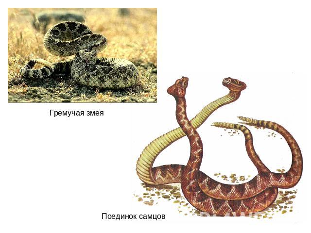 Гремучая змеяПоединок самцов