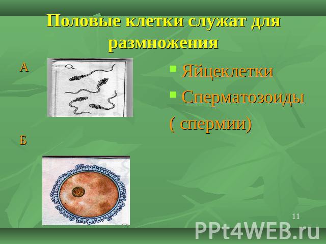 Половые клетки служат для размножения ЯйцеклеткиСперматозоиды( спермии)