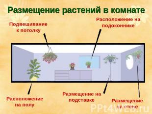 Размещение растений в комнате