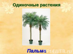 Одиночные растения Пальма