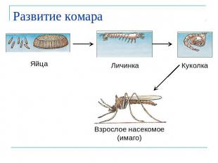 Развитие комара Взрослое насекомое (имаго)