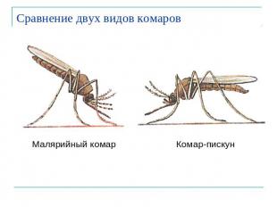 Сравнение двух видов комаров Малярийный комарКомар-пискун