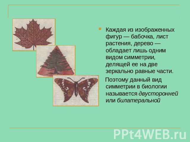 Каждая из изображенных фигур — бабочка, лист растения, дерево — обладает лишь одним видом симметрии, делящей ее на две зеркально равные части. Поэтому данный вид симметрии в биологии называется двусторонней или билатеральной