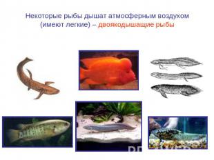 Некоторые рыбы дышат атмосферным воздухом (имеют легкие) – двоякодышащие рыбы