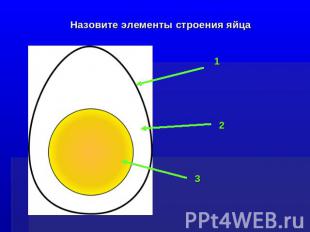 Назовите элементы строения яйца
