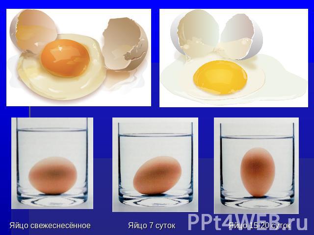 Яйцо свежеснесённое Яйцо 7 суток Яйцо 15-20 суток