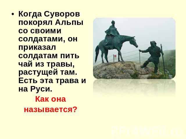 Когда Суворов покорял Альпы со своими солдатами, он приказал солдатам пить чай из травы, растущей там. Есть эта трава и на Руси. Как онаназывается?