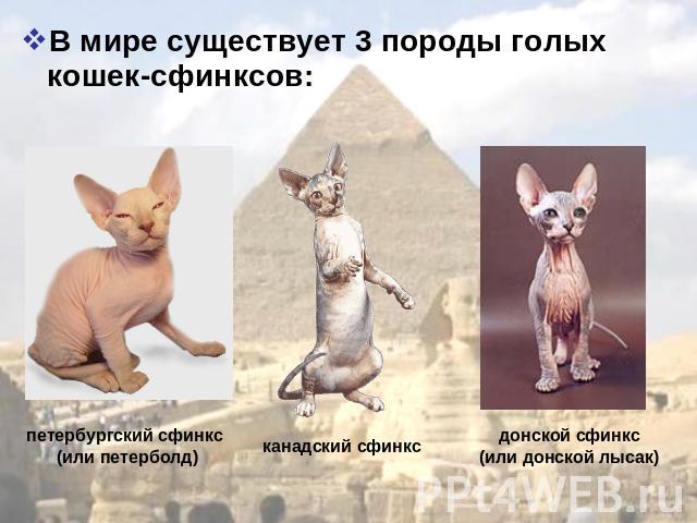 В мире существует 3 породы голых кошек-сфинксов: петербургский сфинкс (или петерболд)канадский сфинкс донской сфинкс(или донской лысак)
