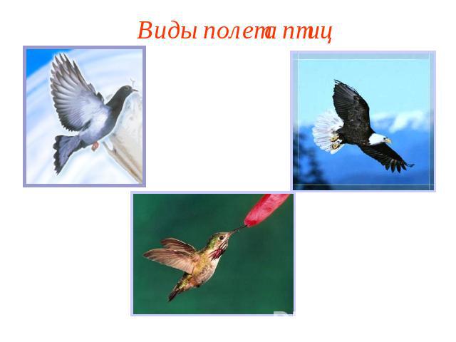 Виды полета птиц