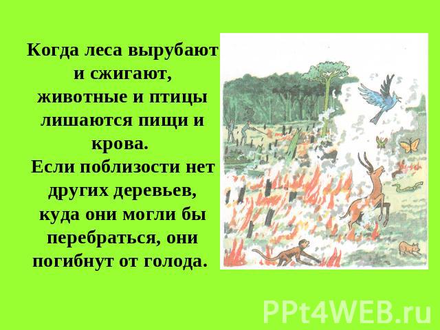 Когда леса вырубают и сжигают, животные и птицы лишаются пищи и крова. Если поблизости нет других деревьев, куда они могли бы перебраться, они погибнут от голода.