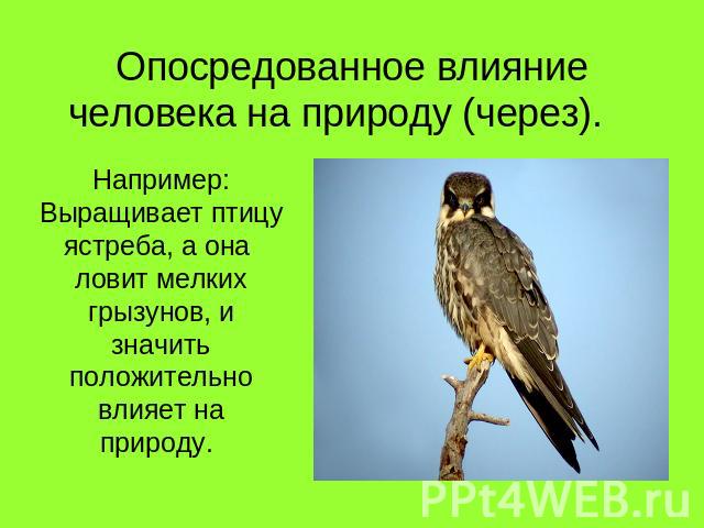 Опосредованное влияние человека на природу (через). Например: Выращивает птицу ястреба, а она ловит мелких грызунов, и значить положительно влияет на природу.