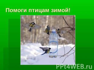 Помоги птицам зимой!