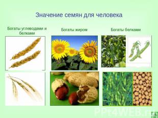 Значение семян для человека Богаты углеводами и белкамиБогаты жиромБогаты белкам