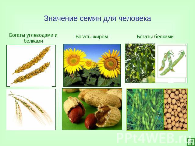 Значение семян для человека Богаты углеводами и белкамиБогаты жиромБогаты белками