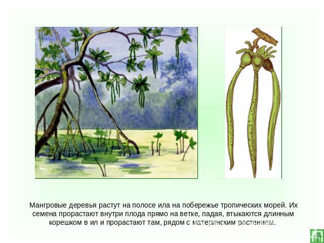 Мангровые деревья растут на полосе ила на побережье тропических морей. Их семена прорастают внутри плода прямо на ветке, падая, втыкаются длинным корешком в ил и прорастают там, рядом с материнским растением.