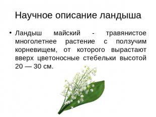 Научное описание ландыша Ландыш майский - травянистое многолетнее растение с пол
