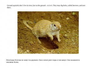 Ground squirrels don’t live in trees, but on the ground – or in it. They may dig