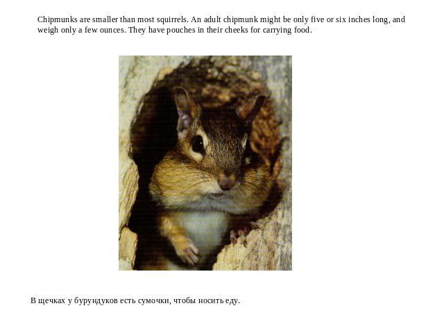 Chipmunks are smaller than most squirrels. An adult chipmunk might be only five or six inches long, and weigh only a few ounces. They have pouches in their cheeks for carrying food.В щечках у бурундуков есть сумочки, чтобы носить еду.
