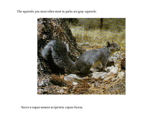 The squirrels you most often meet in parks are gray squirrels.Часто в парке можно встретить серых белок.