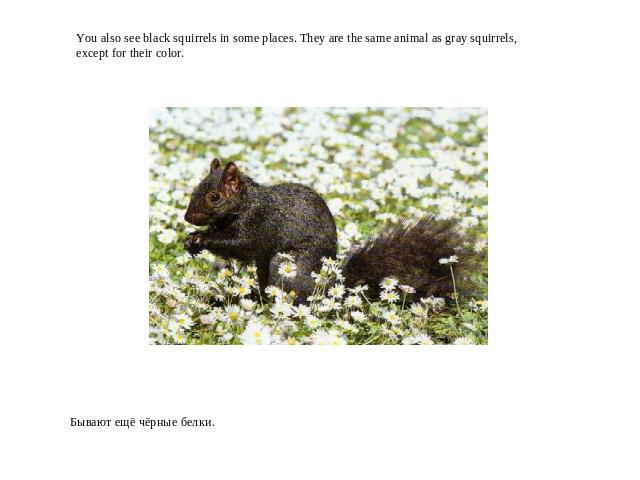 You also see black squirrels in some places. They are the same animal as gray squirrels, except for their color.Бывают ещё чёрные белки.
