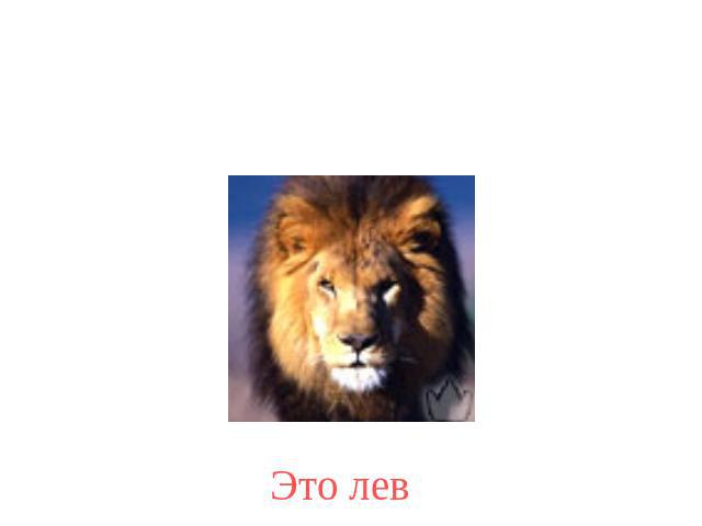 Это лев