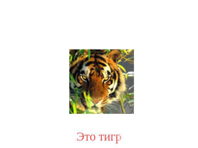 Это тигр
