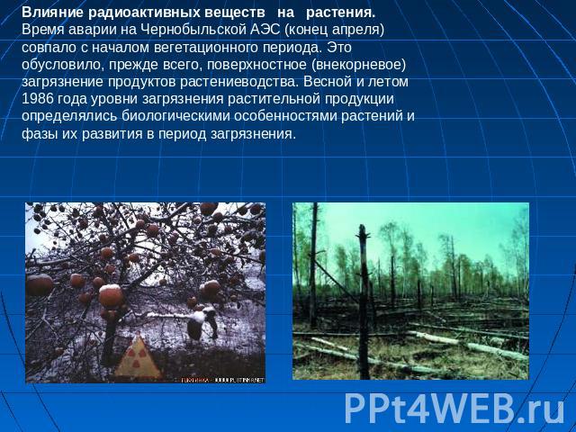 Влияние радиоактивных веществ на растения.Время аварии на Чернобыльской АЭС (конец апреля) совпало с началом вегетационного периода. Это обусловило, прежде всего, поверхностное (внекорневое) загрязнение продуктов растениеводства. Весной и летом 1986…
