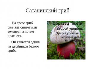 Сатанинский гриб На срезе гриб сначала синеет или зеленеет, а потом краснеет. Он