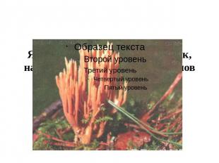 Ярко—оранжевый гриб рогатик, напоминающий веточки кораллов