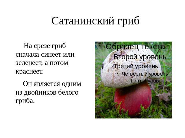 Сатанинский гриб На срезе гриб сначала синеет или зеленеет, а потом краснеет. Он является одним из двойников белого гриба.