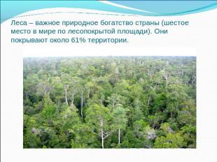 Леса – важное природное богатство страны (шестое место в мире по лесопокрытой пл