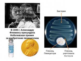 В 1945 г. Александру Флемингу присуждена Нобелевская премия за изобретение пениц