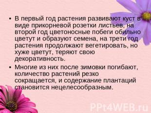 В первый год растения развивают куст в виде прикорневой розетки листьев, на втор