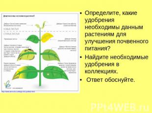 Определите, какие удобрения необходимы данным растениям для улучшения почвенного