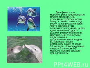 Дельфины – это морские, реже пресноводные млекопитающие. Они относятся к зубатым