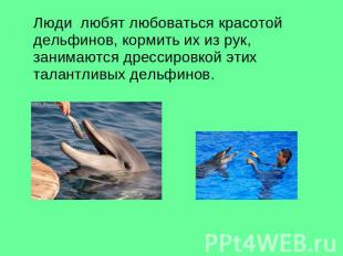Люди любят любоваться красотой дельфинов, кормить их из рук, занимаются дрессиро