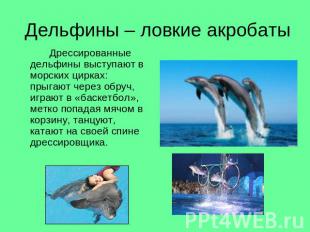 Дельфины – ловкие акробаты Дрессированные дельфины выступают в морских цирках: п