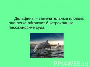 Дельфины – замечательные пловцы: они легко обгоняют быстроходные пассажирские су