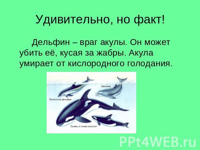 Удивительно, но факт!Дельфин – враг акулы. Он может убить её, кусая за жабры. Акула умирает от кислородного голодания.