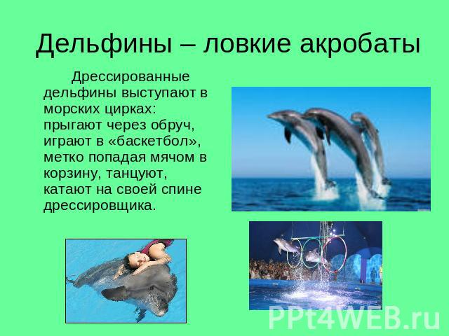 Дельфины – ловкие акробаты Дрессированные дельфины выступают в морских цирках: прыгают через обруч, играют в «баскетбол», метко попадая мячом в корзину, танцуют, катают на своей спине дрессировщика.