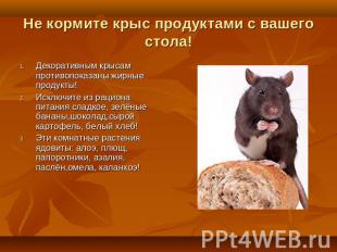 Декоративным крысам противопоказаны жирные продукты!Исключите из рациона питания