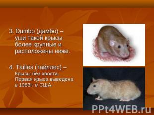 3. Dumbo (дамбо) – уши такой крысы более крупные и расположены ниже.4. Tailles (