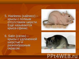 5. Hairleess (хайлисс) – крысы с полным отсутствием шерсти. Еще называются крыса