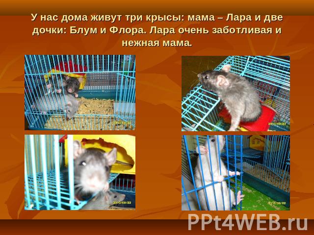 У нас дома живут три крысы: мама – Лара и две дочки: Блум и Флора. Лара очень заботливая и нежная мама.