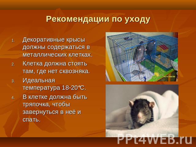 Декоративные крысы должны содержаться в металлических клетках.Клетка должна стоять там, где нет сквозняка.Идеальная температура 18-20ºС.В клетке должна быть тряпочка, чтобы завернуться в неё и спать.