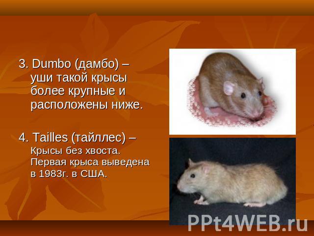 3. Dumbo (дамбо) – уши такой крысы более крупные и расположены ниже.4. Tailles (тайллес) – Крысы без хвоста. Первая крыса выведена в 1983г. в США.