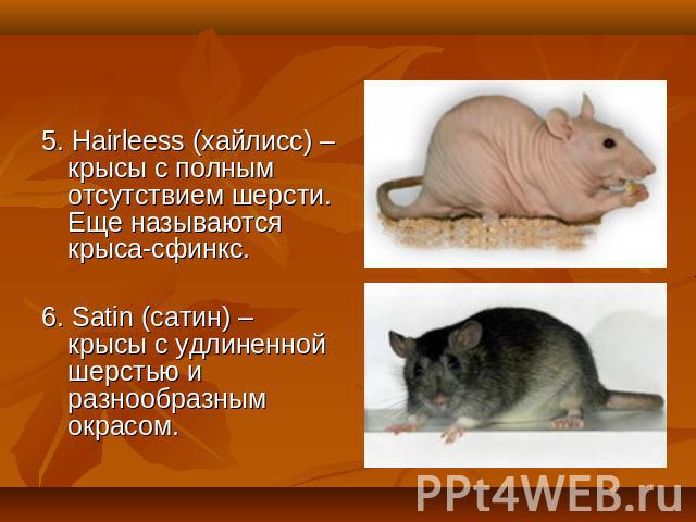 5. Hairleess (хайлисс) – крысы с полным отсутствием шерсти. Еще называются крыса-сфинкс.6. Satin (сатин) – крысы с удлиненной шерстью и разнообразным окрасом.